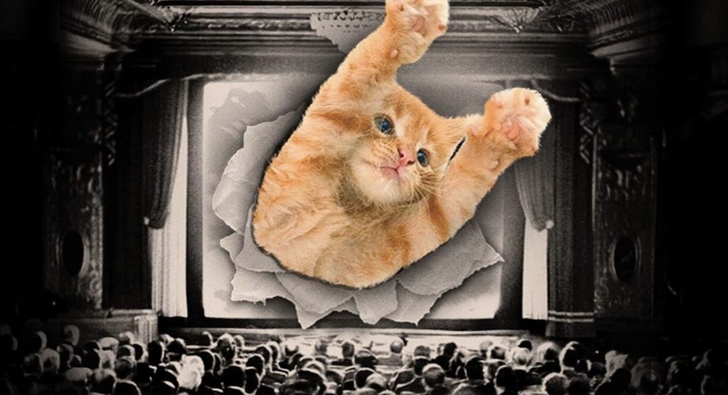 GatoFest estreia em SP com festival que reúne vídeos fofos de gatinhos, cinema ao ar livre, palestras e DJs; veja programação