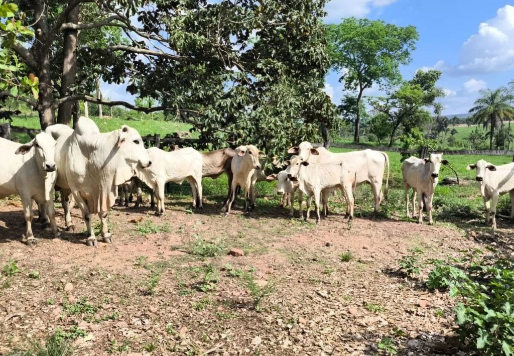 Polícia recupera 18 cabeças de gado furtadas em fazenda no interior do Tocantins